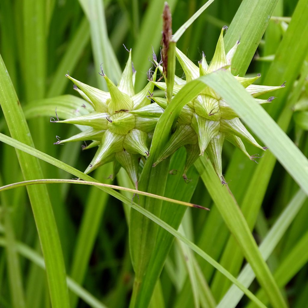 Carex grayi - Club sedge