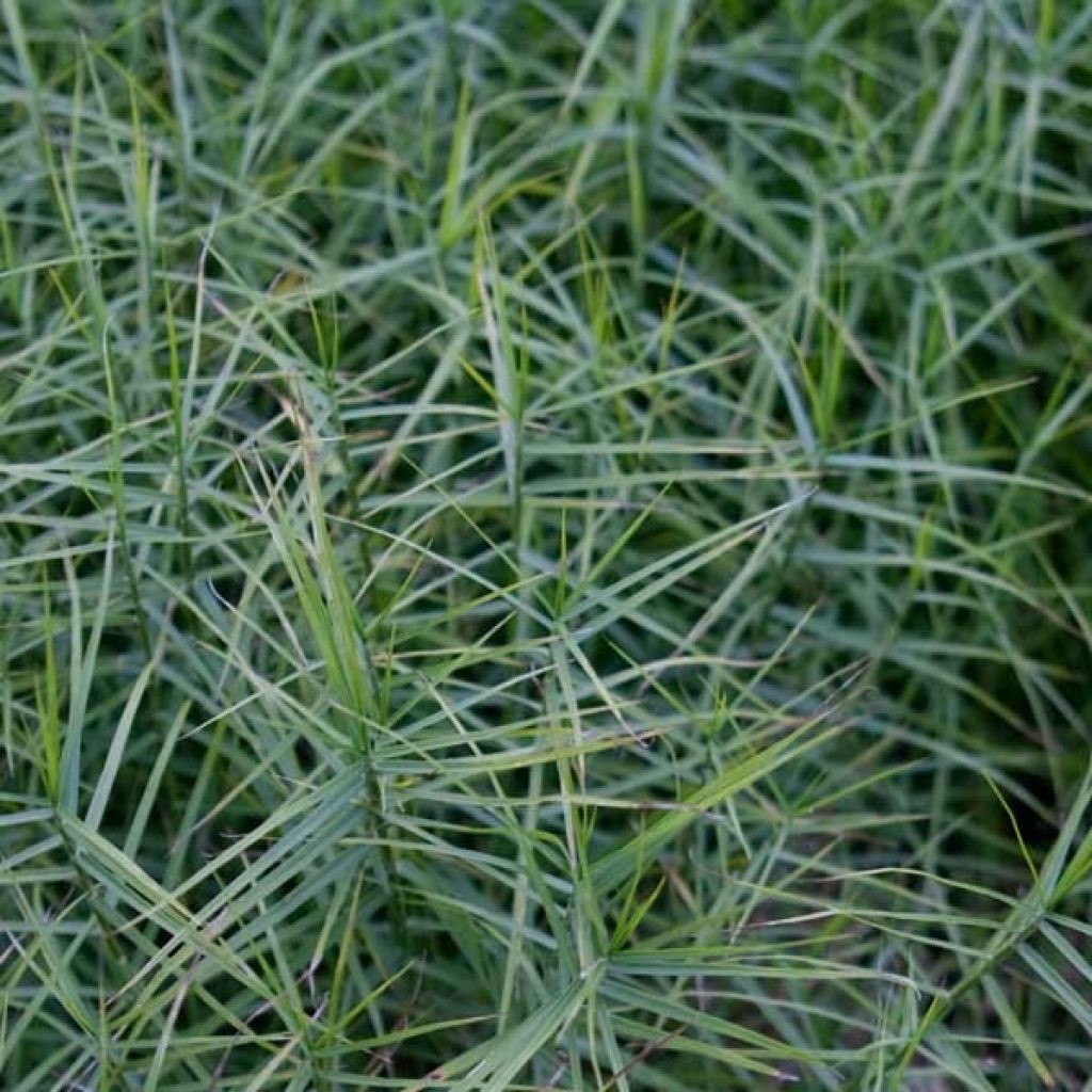 Carex muskingumensis Little Midge