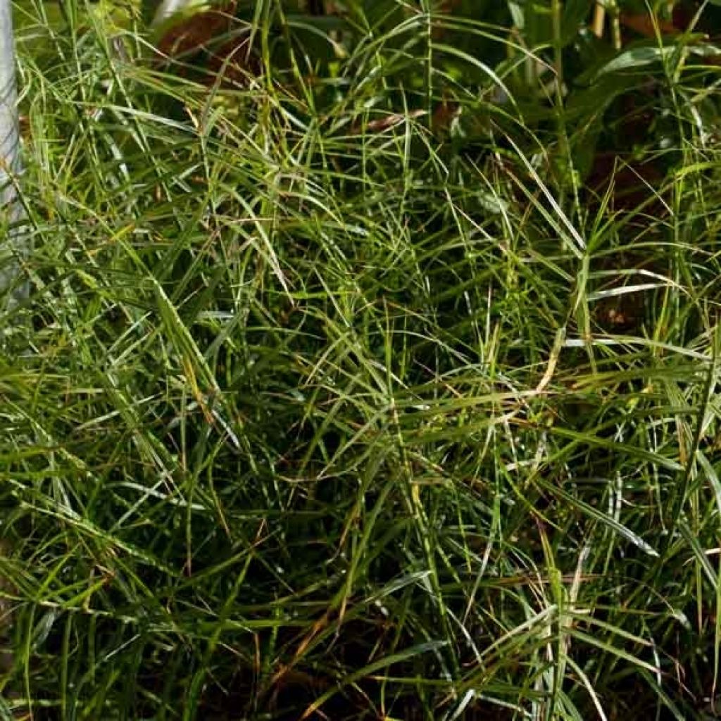 Carex muskingumensis Little Midge