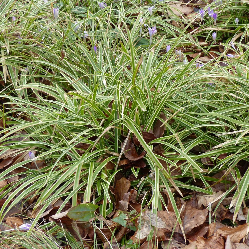 Carex morrowii Ice Dance