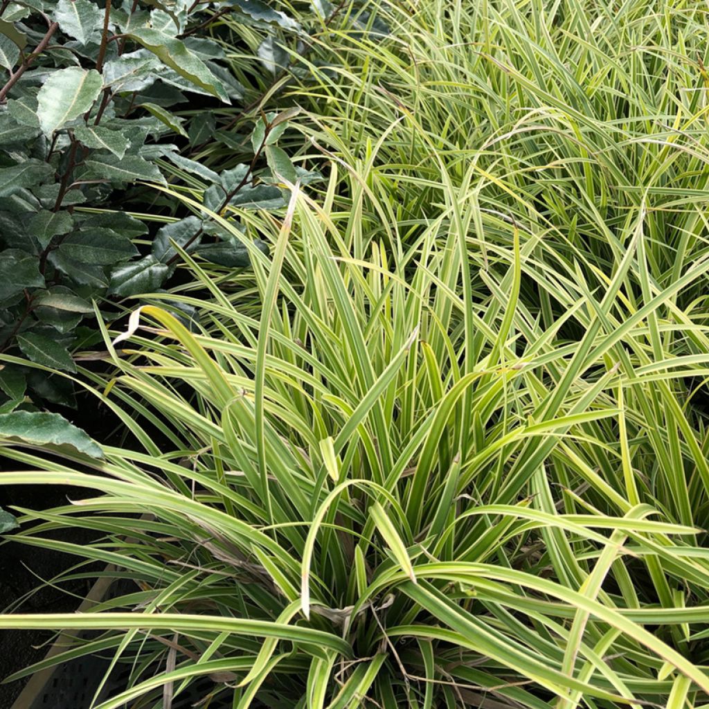 Carex morrowii Ice Dance