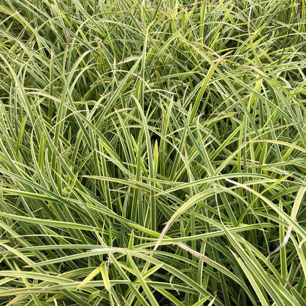 Carex morrowii Ice Dance