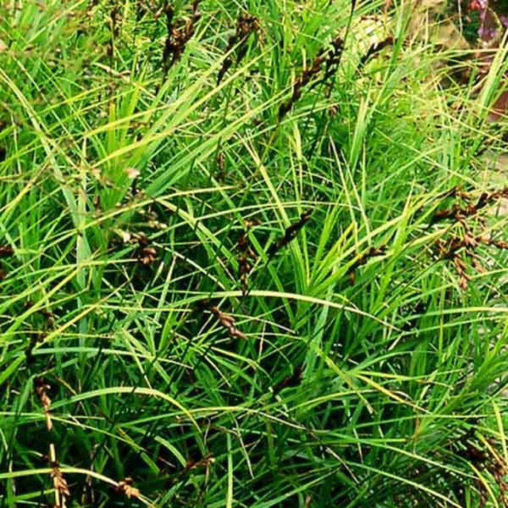 Carex muskingumensis