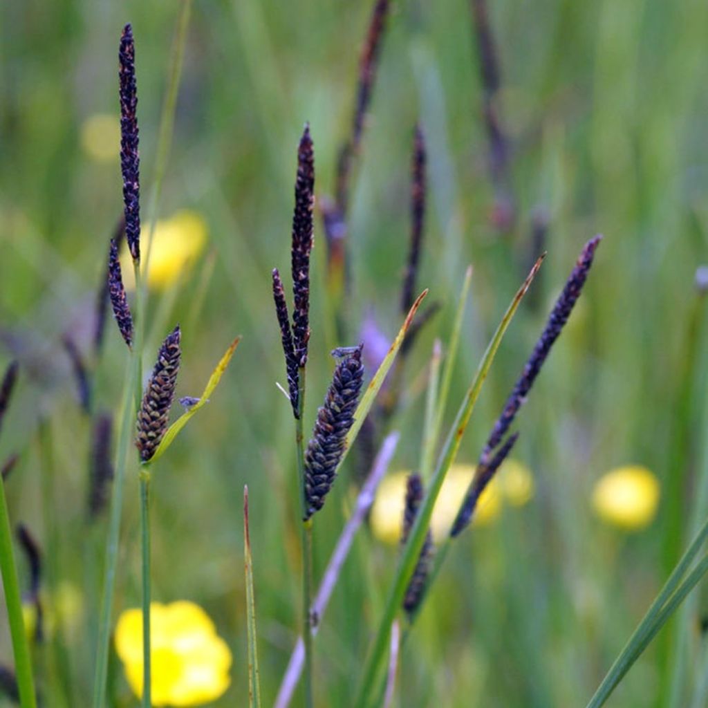 Carex nigra