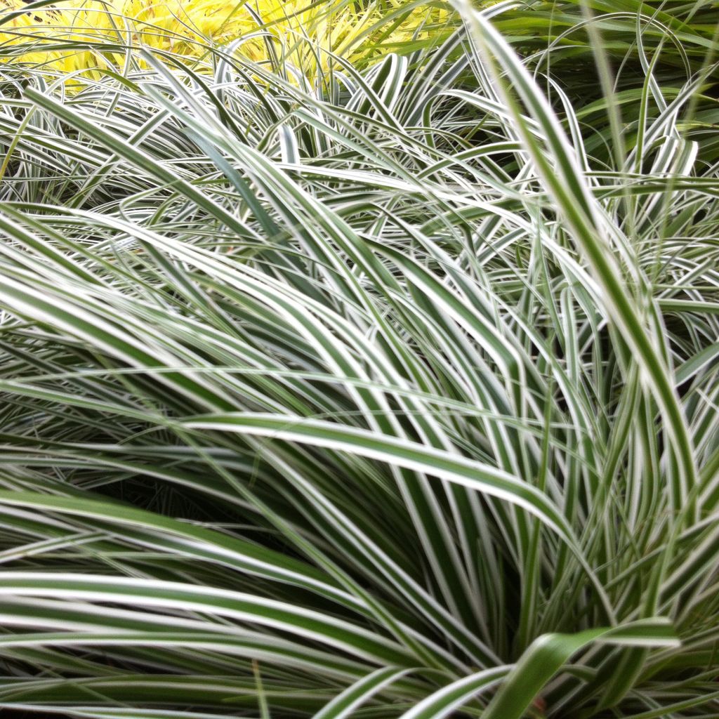 Carex oshimensis Everest - Oshima sedge