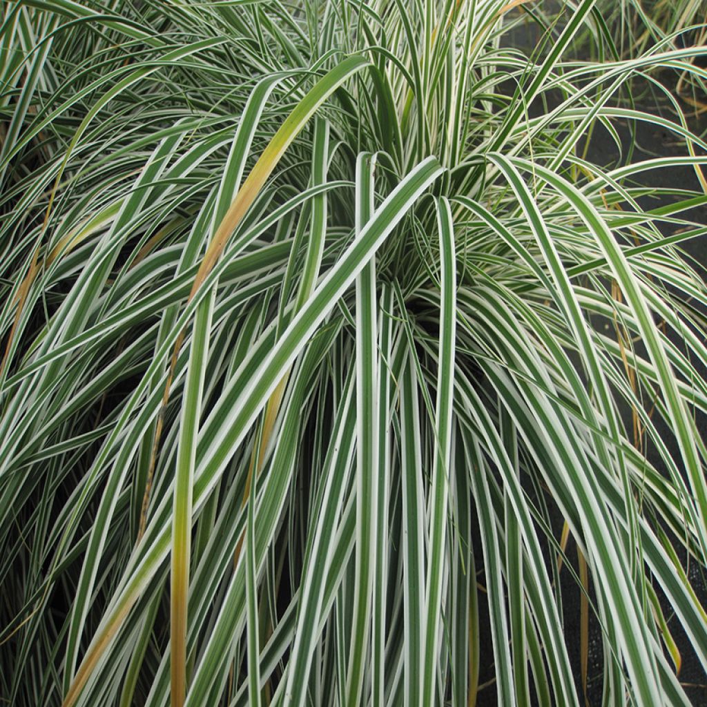 Carex oshimensis Everest - Oshima sedge