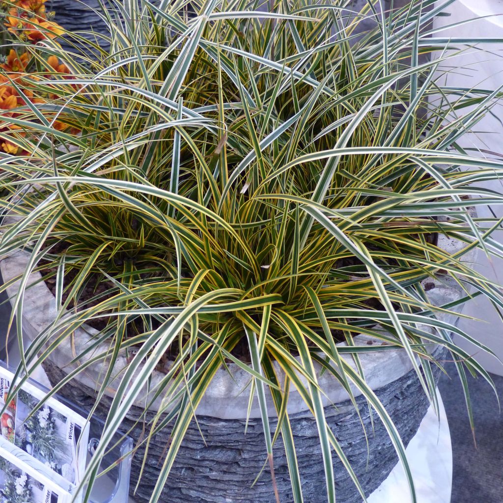 Carex oshimensis Everglow - Oshima Sedge