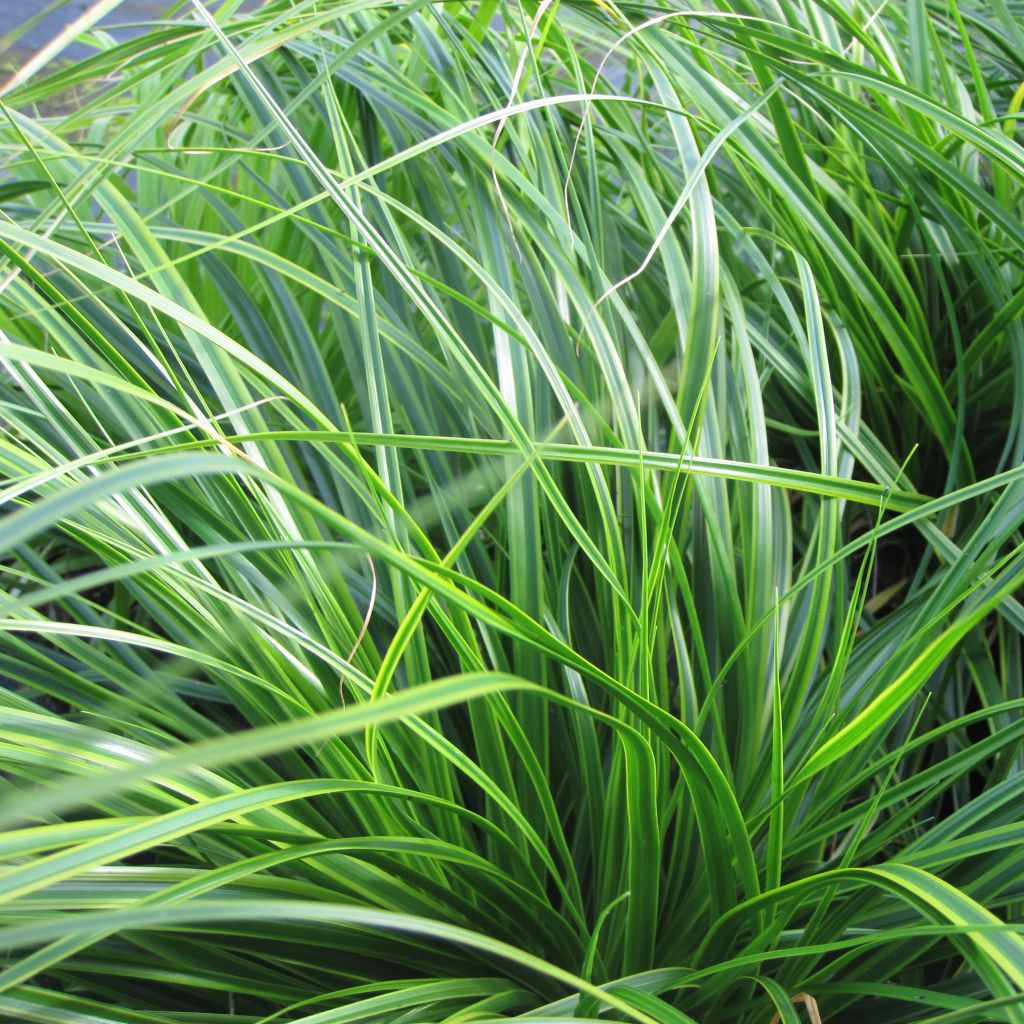 Carex oshimensis EverColor Everlime - Oshima Sedge