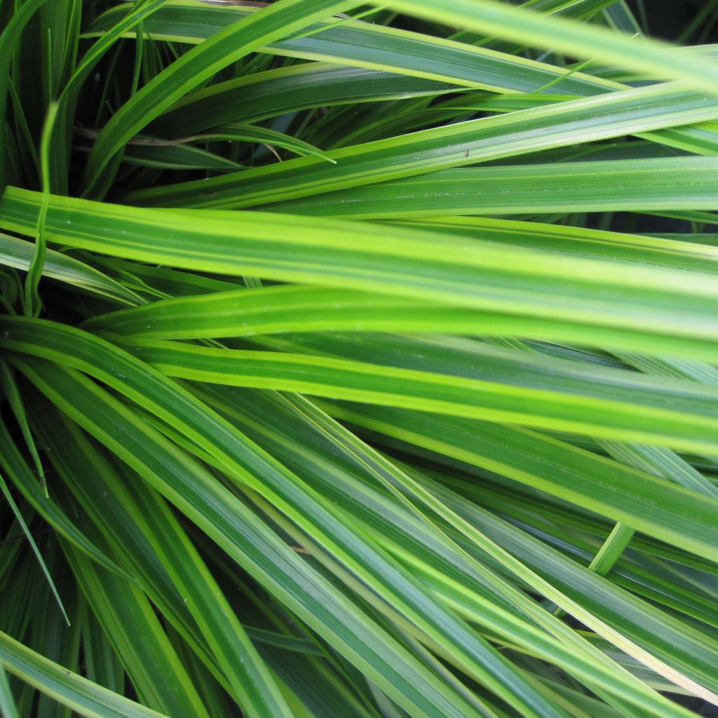 Carex oshimensis EverColor Everlime - Oshima Sedge