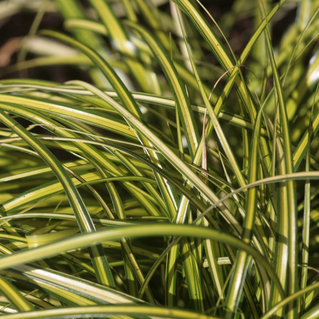 Carex oshimensis Eversheen - Oshima Sedge