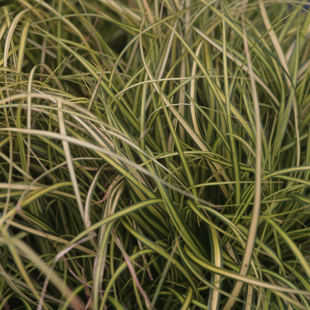 Carex oshimensis Eversheen - Oshima Sedge