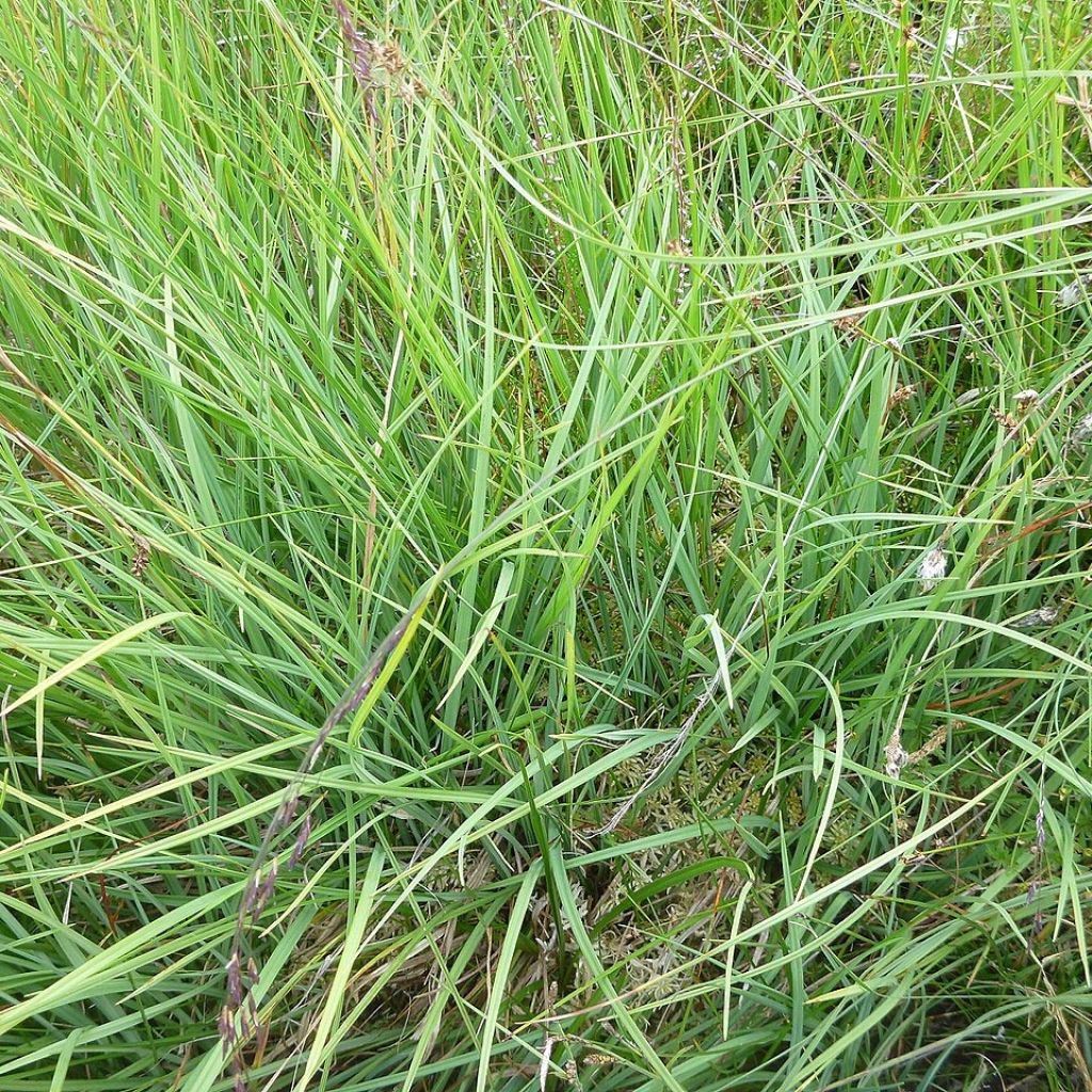 Carex panicea