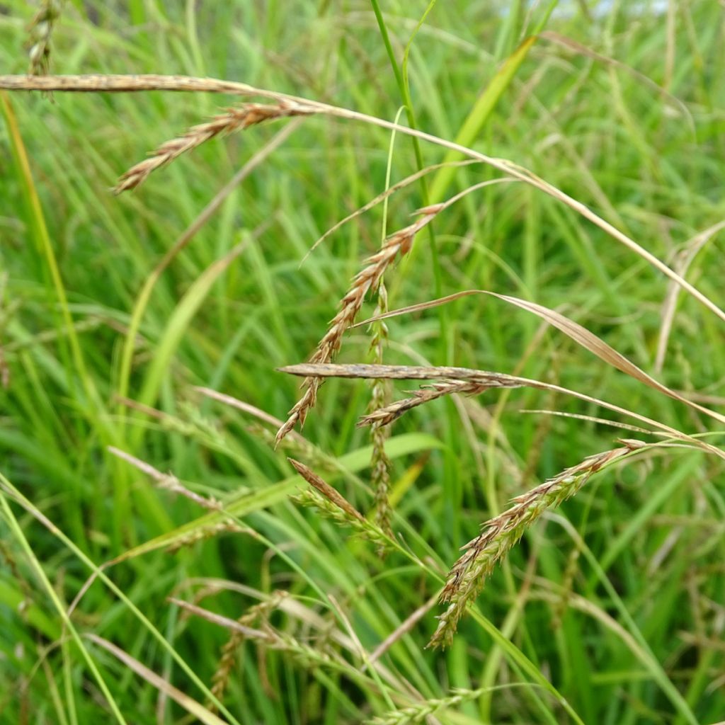 Carex sylvatica - Wood Sedge