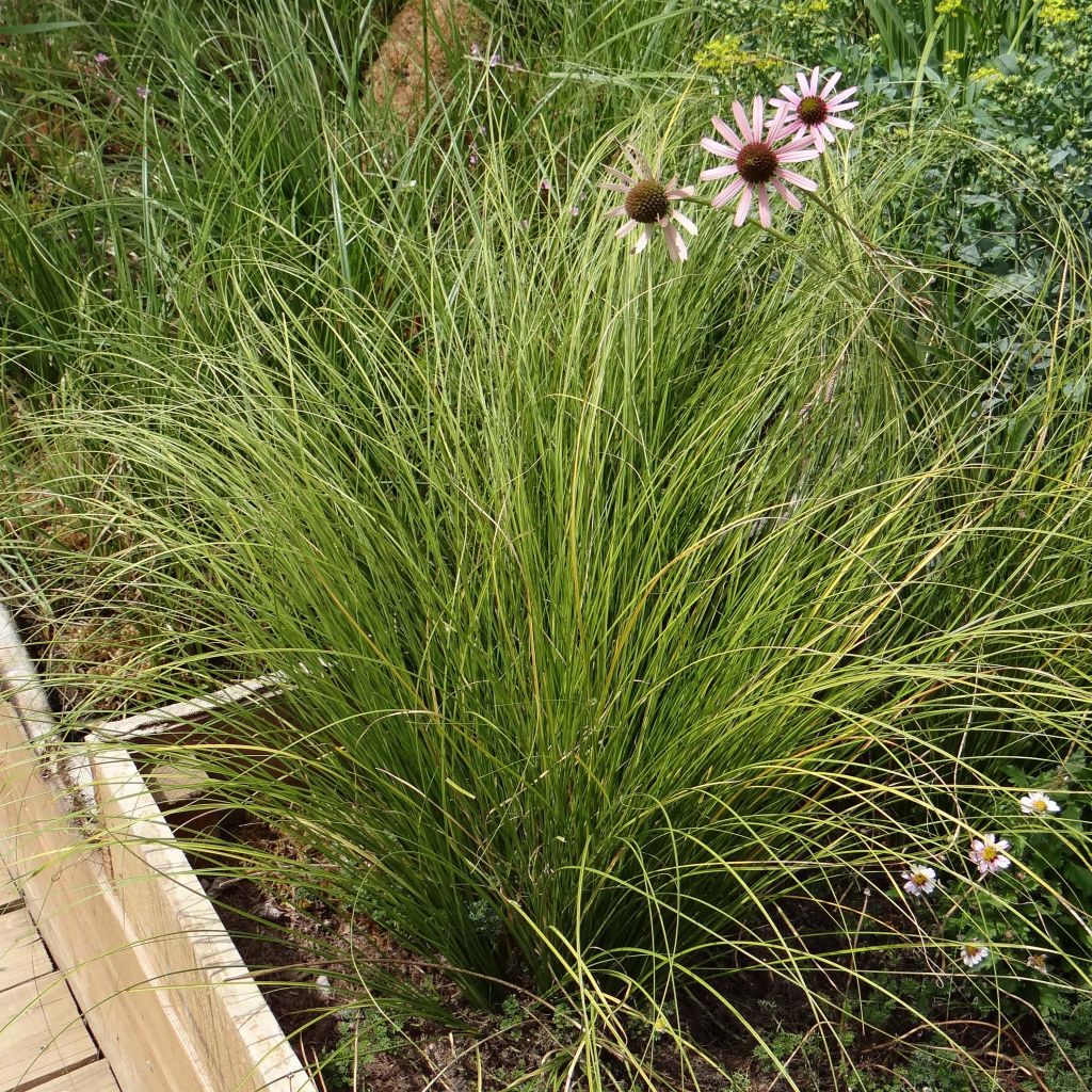 Carex testacea Lime Shine