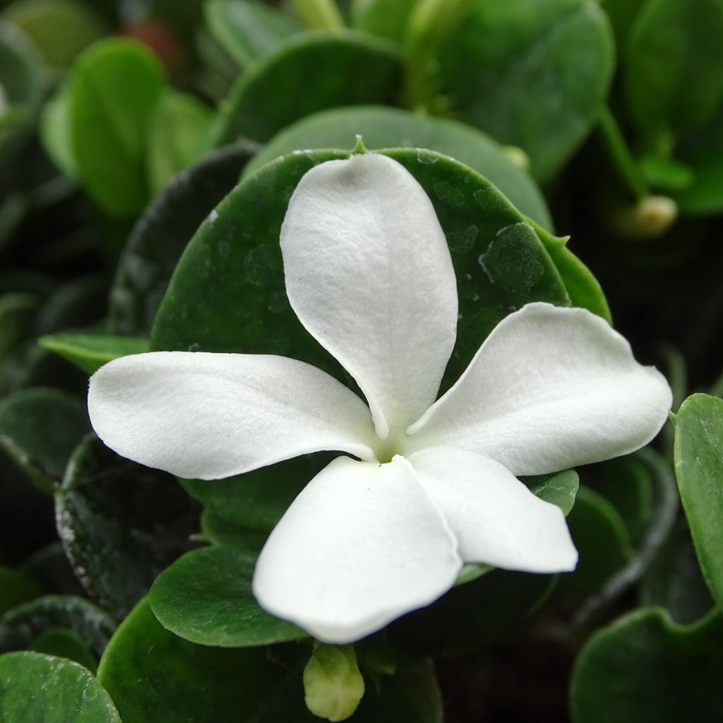Carissa macrocarpa