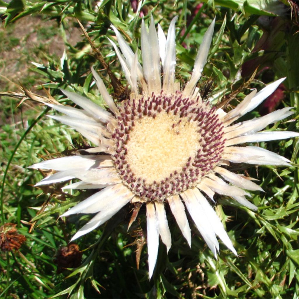 Carlina acaulis subsp. simplex Bronze
