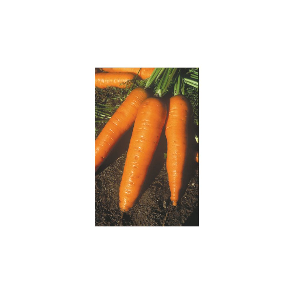 Carrot Amsterdam - Daucus carota