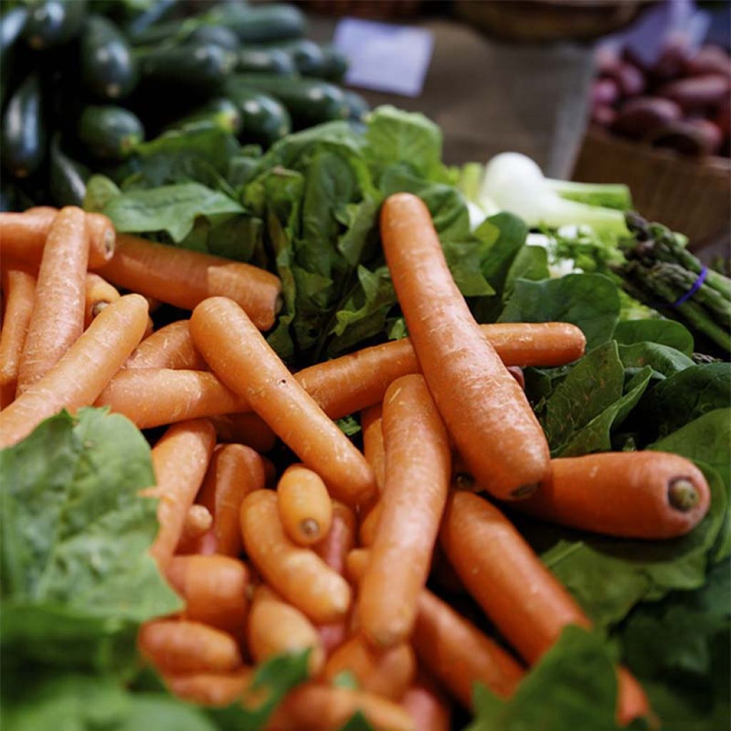 Organic Carrot Berlicum 2 - Ferme de Sainte Marthe seeds - Daucus carota
