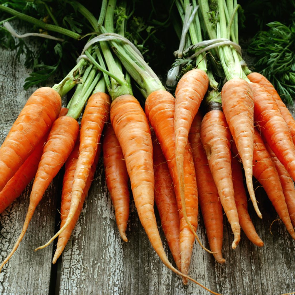 Carrot Jupiter - Pelleted Seeds