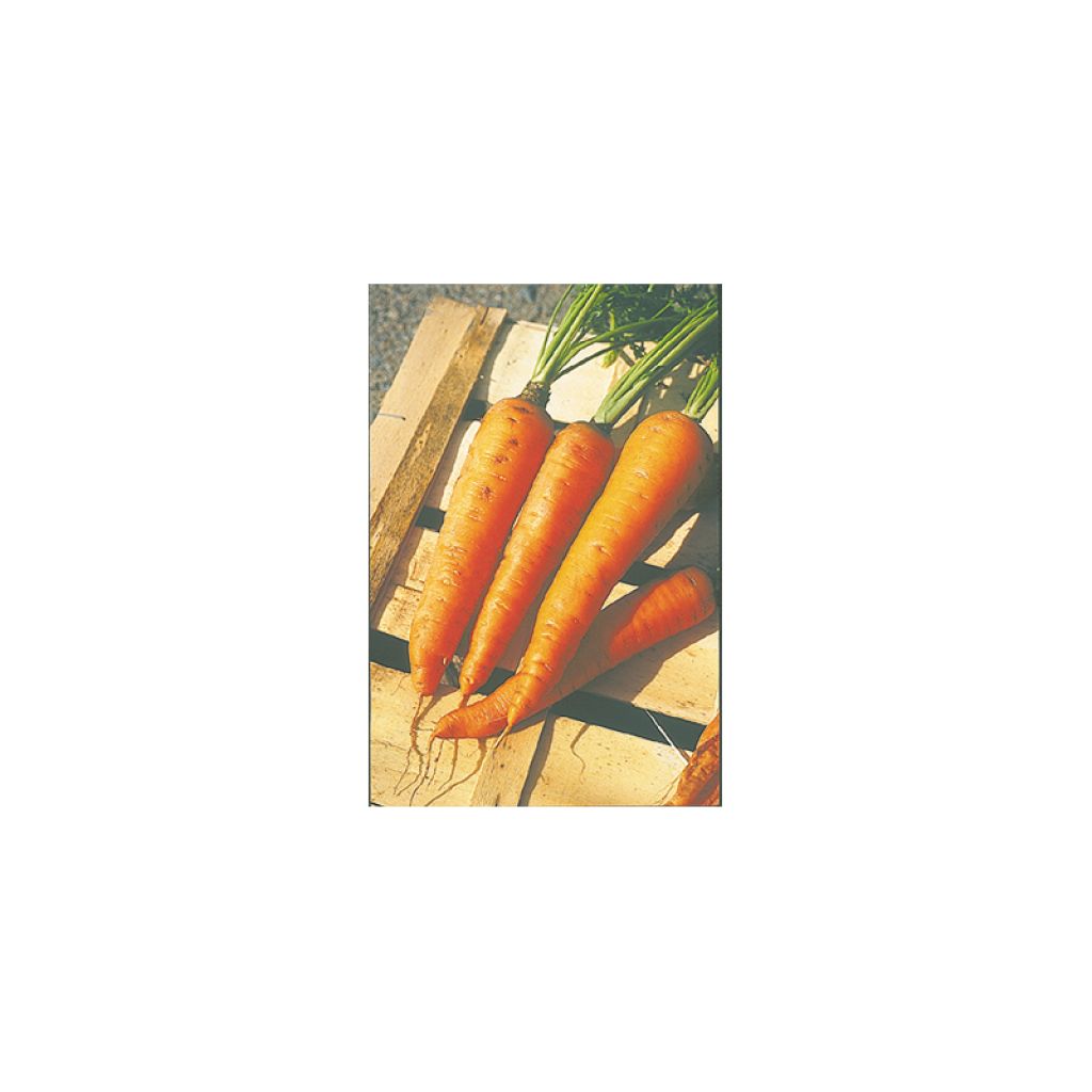 Carrot Longue Lisse de Meaux - Daucus carota