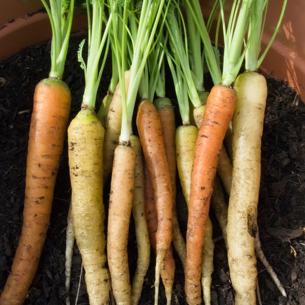 Carotte Rainbow F1 - Daucus carota