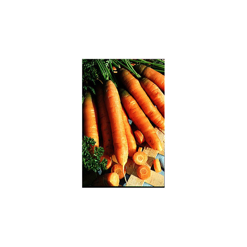 Carrot Touchon - Daucus carota