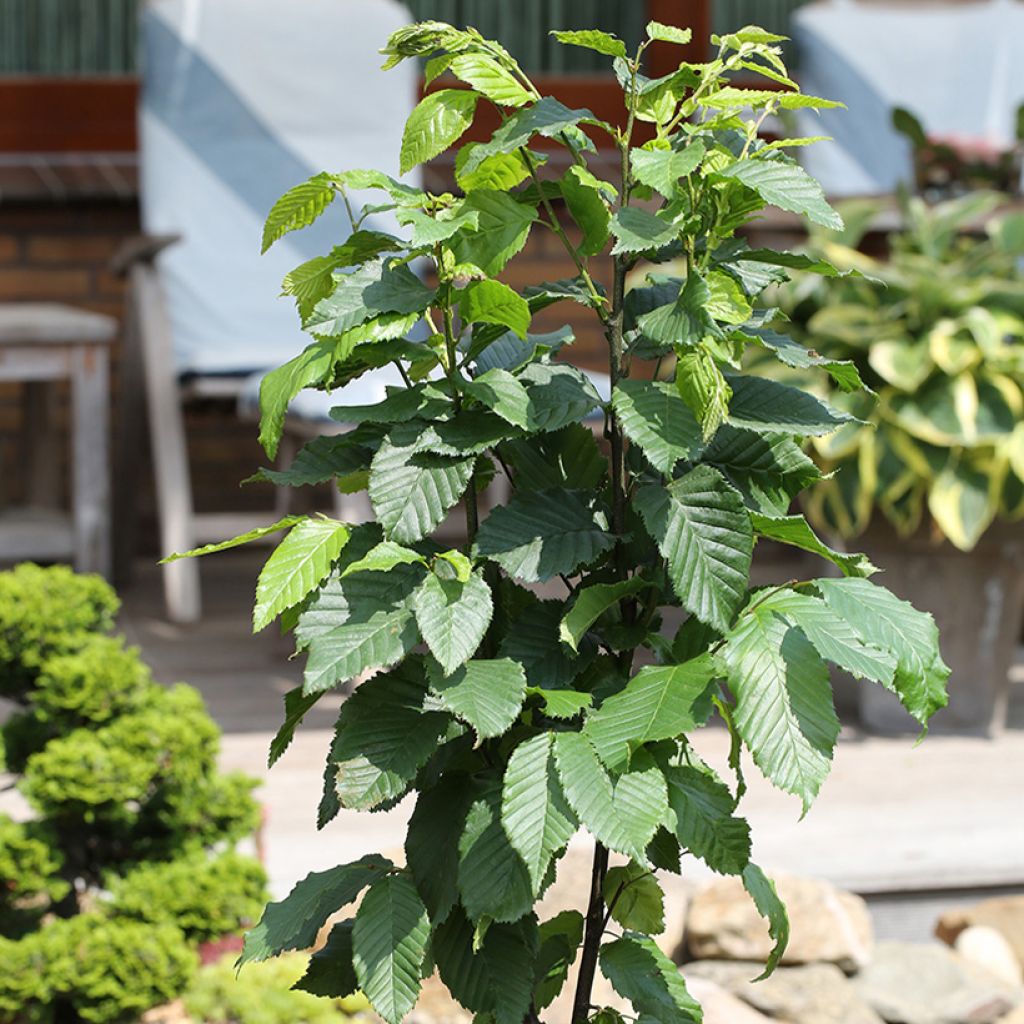 Carpinus betulus Fastigiata Monument - Hornbeam