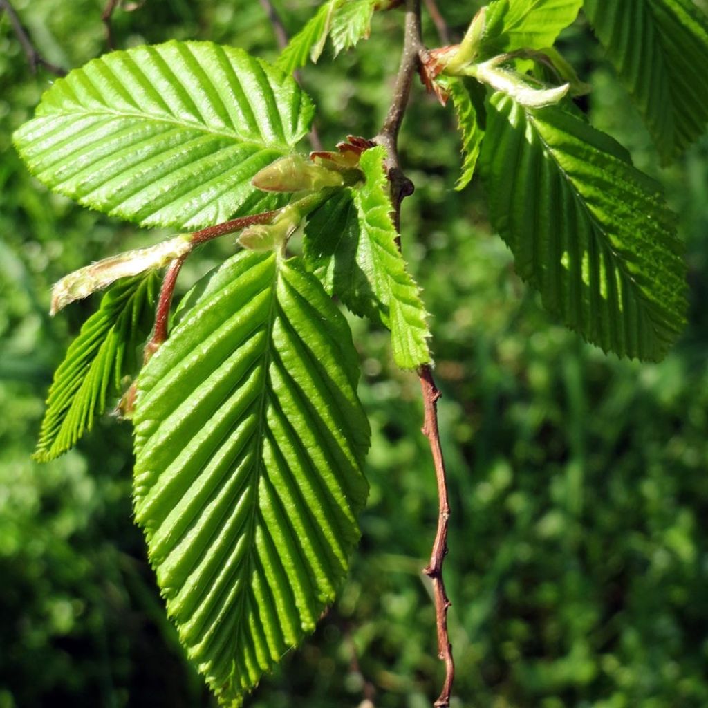 Carpinus betulus Frans Fontaine - Hornbeam