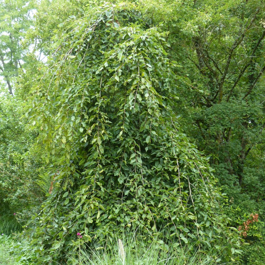 Carpinus betulus Pendula - Hornbeam