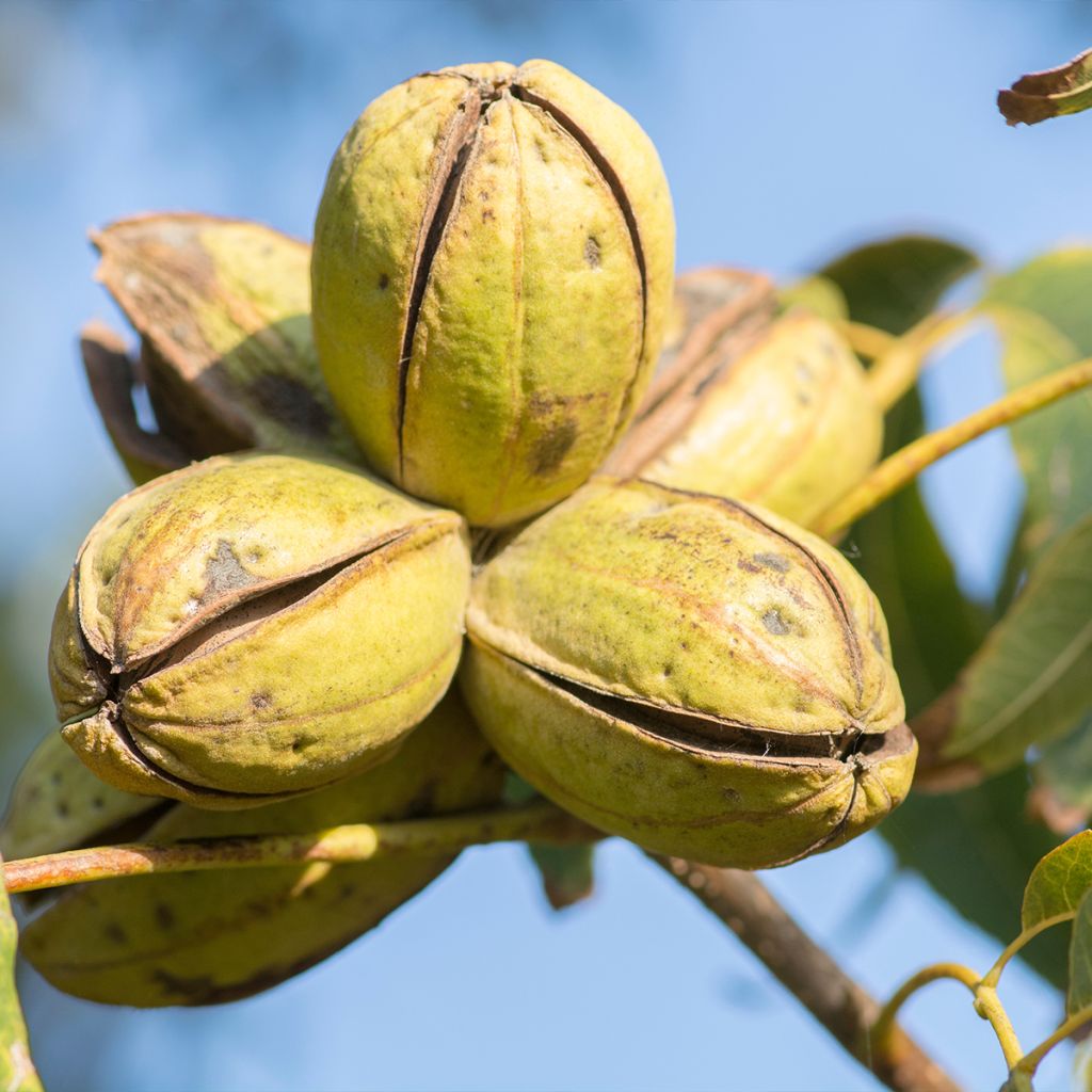 Carya illinoinensis Choctaw - Pecan Tree