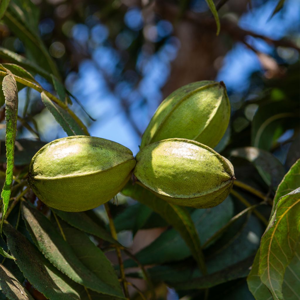 Carya illinoinensis Delmas - Pecan Tree