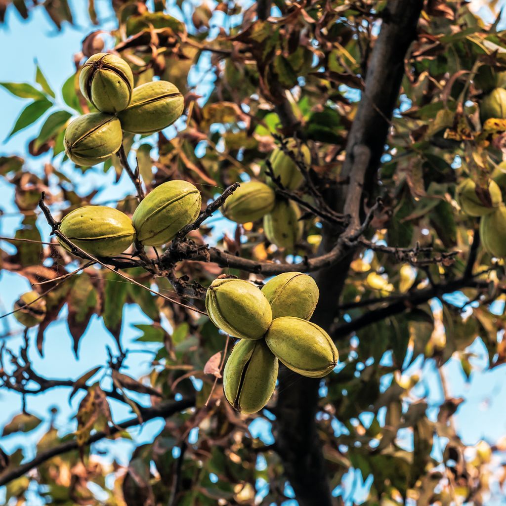 Carya illinoinensis Mohawk - Pecan Tree