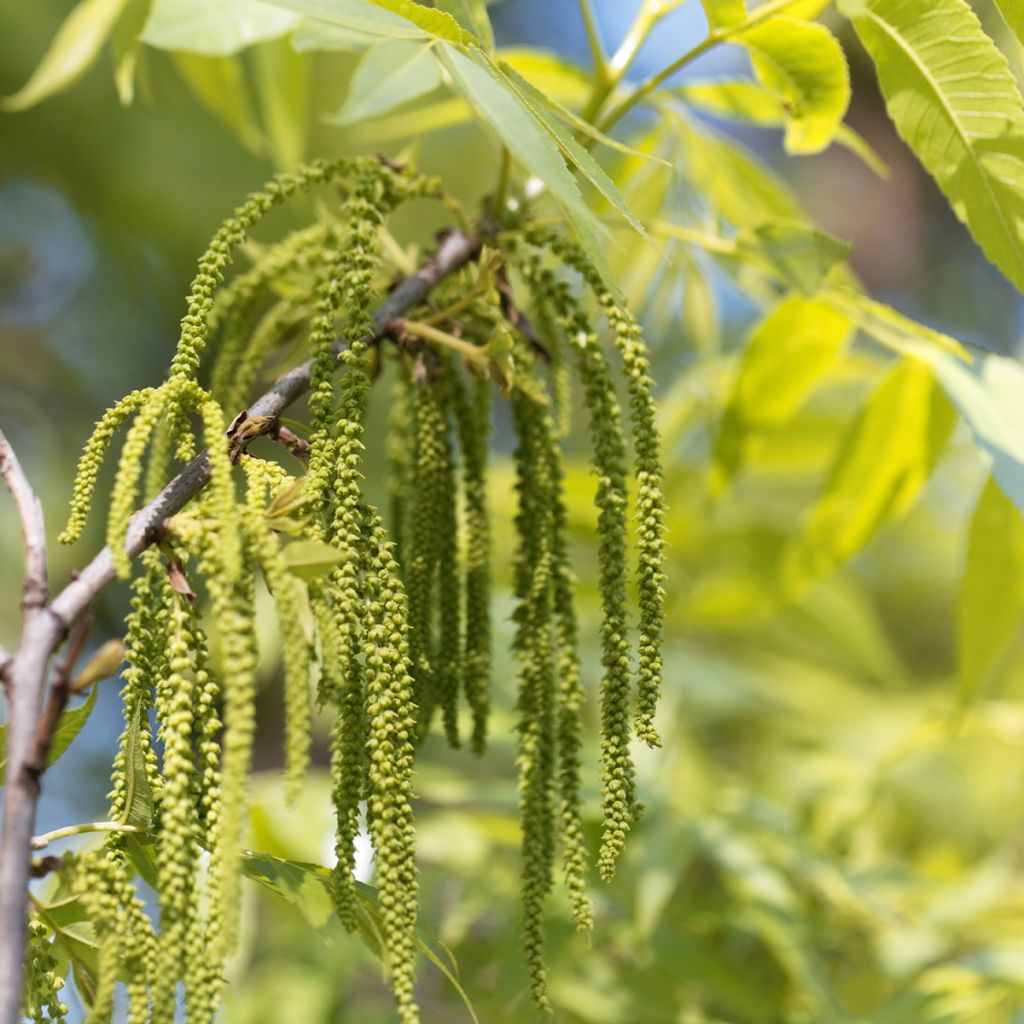 Carya illinoinensis Pawnee - Pecan Tree