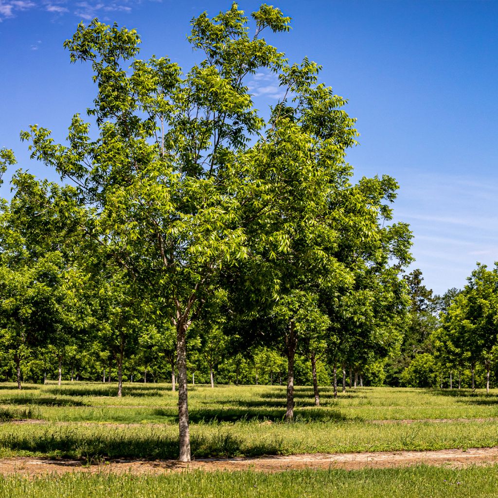 Carya illinoinensis Pawnee - Pecan Tree