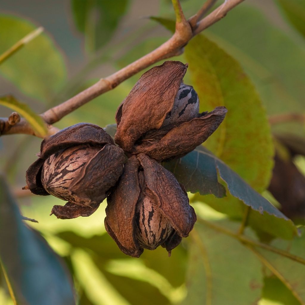 Carya illinoinensis Pawnee - Pecan Tree