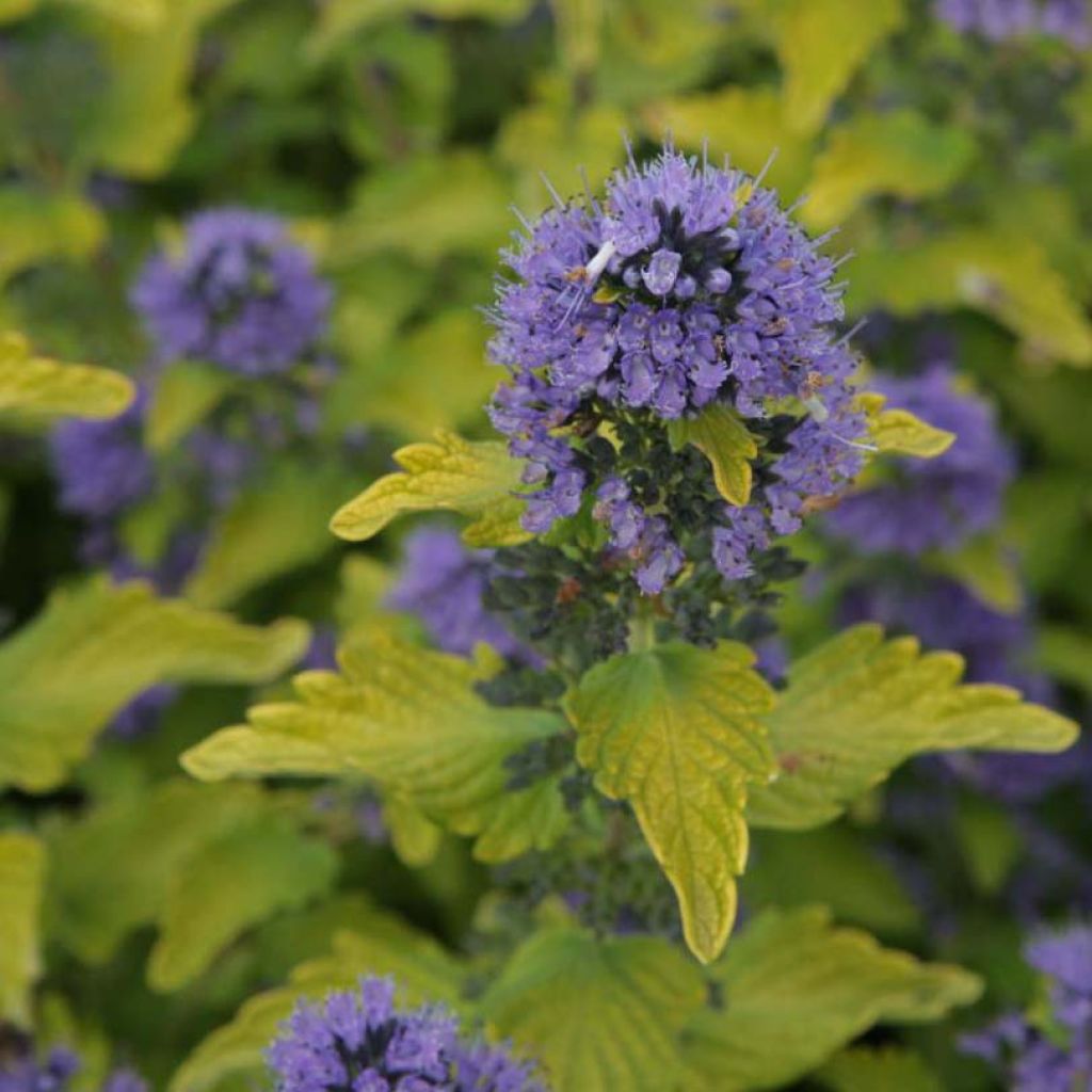 Caryopteris clandonensis Hint of Gold - Bluebeard