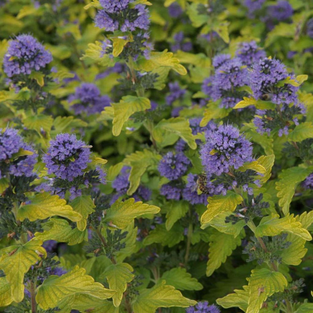 Caryopteris clandonensis Hint of Gold - Bluebeard