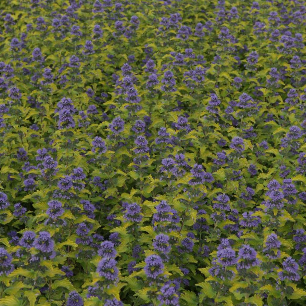 Caryopteris clandonensis Hint of Gold - Bluebeard