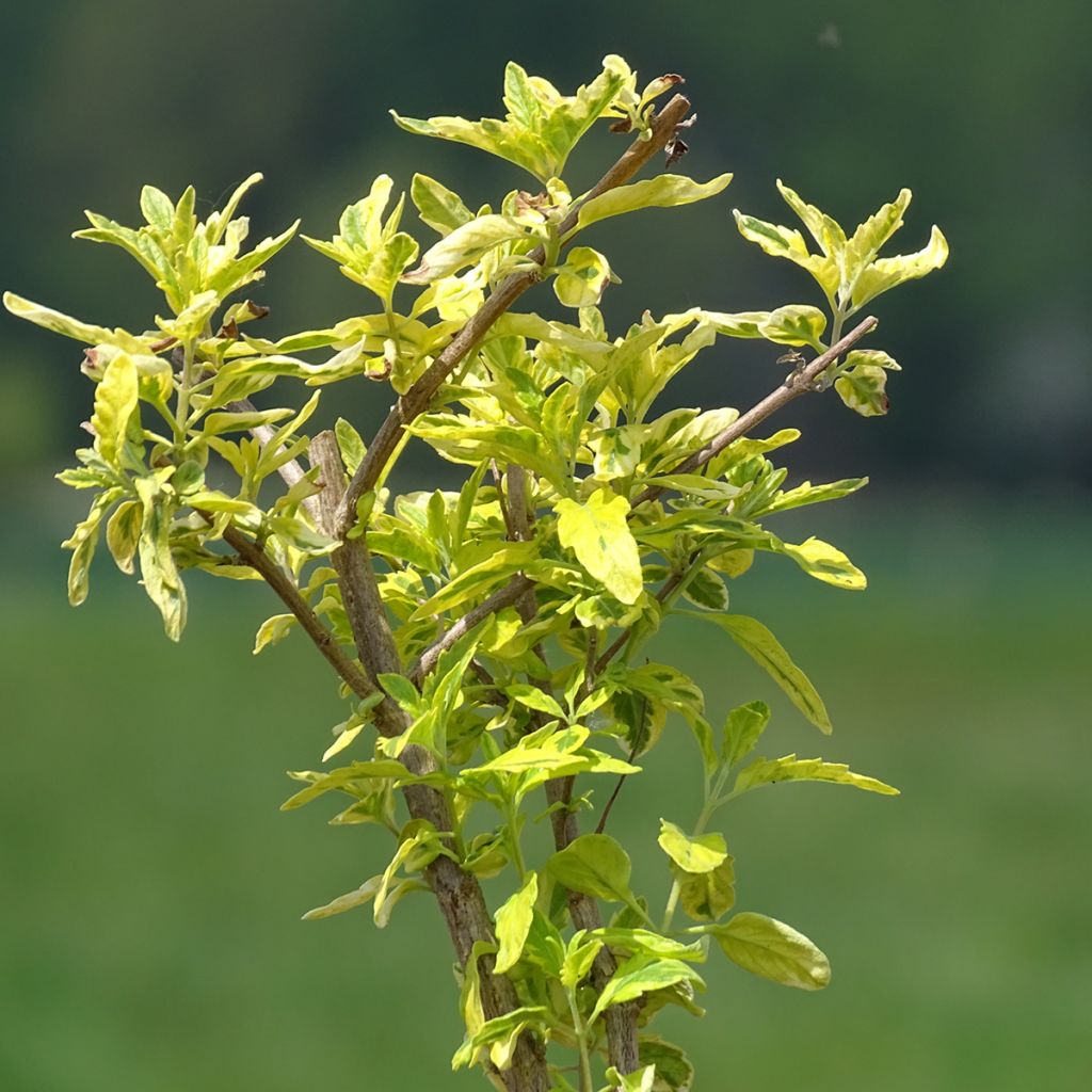 Caryopteris clandonensis Summer Sorbet - Bluebeard
