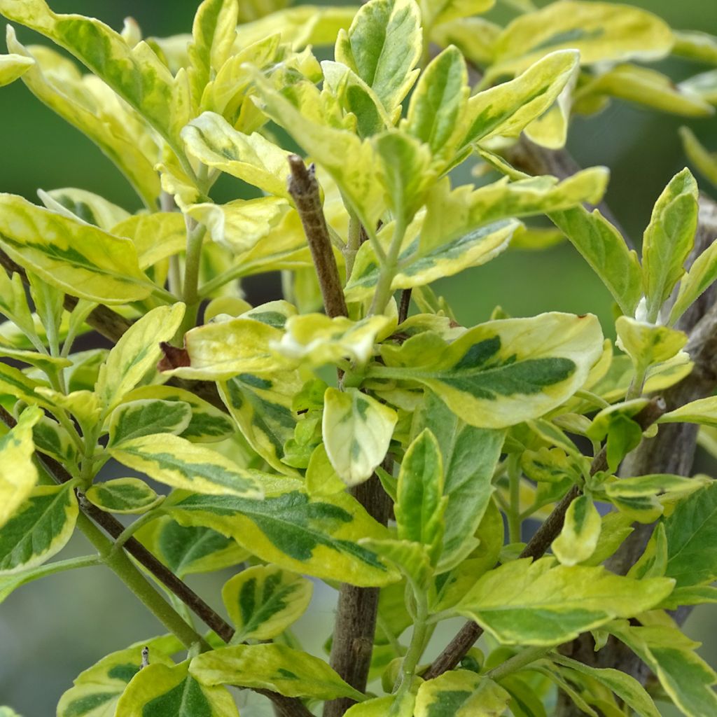 Caryopteris clandonensis Summer Sorbet - Bluebeard