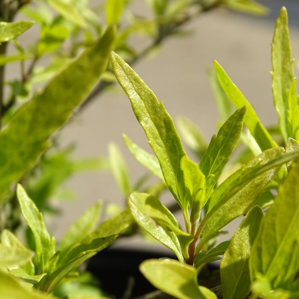 Caryopteris clandonensis Worcester Gold - Bluebeard