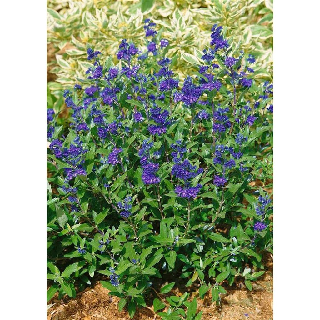 Caryopteris clandonensis First Choice - Bluebeard