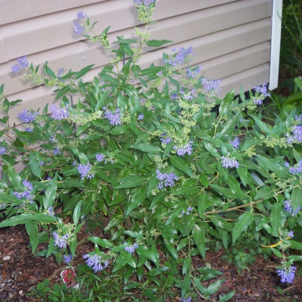 Caryopteris clandonensis Petit Bleu - Bluebeard