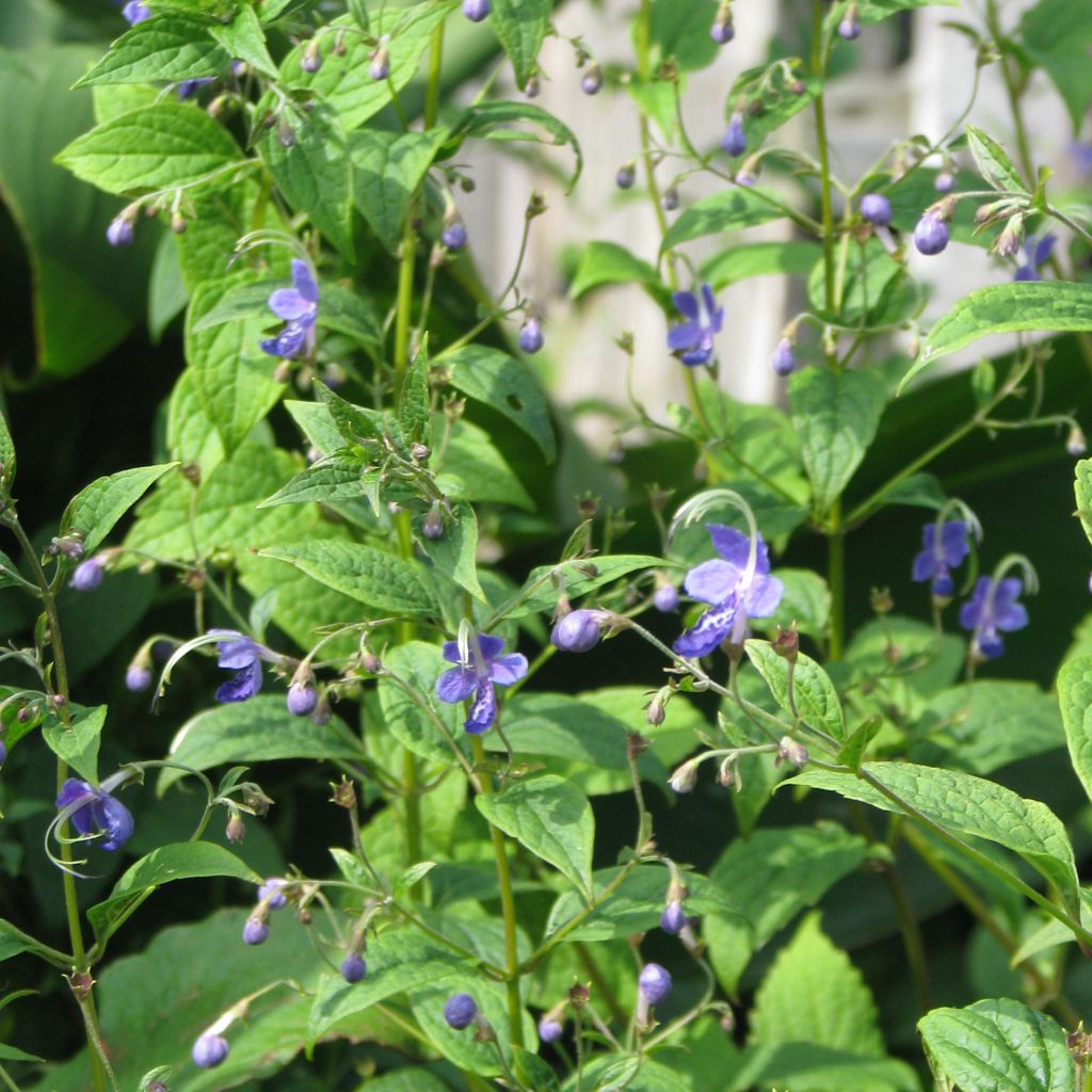 Caryopteris divaricata