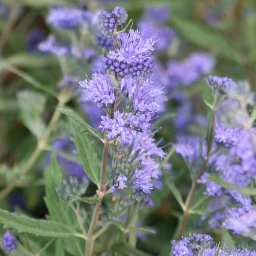Caryopteris clandonensis Grand Bleu - Bluebeard