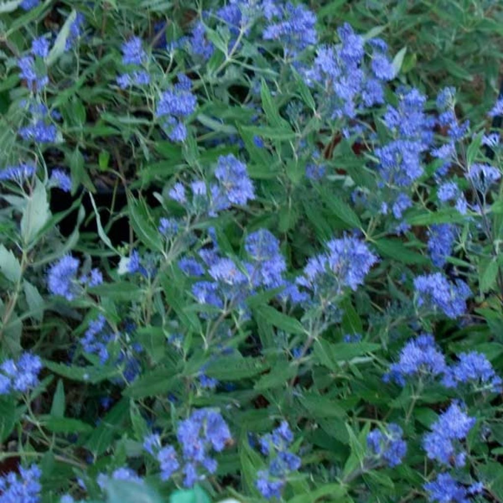 Caryopteris clandonensis Grand Bleu - Bluebeard