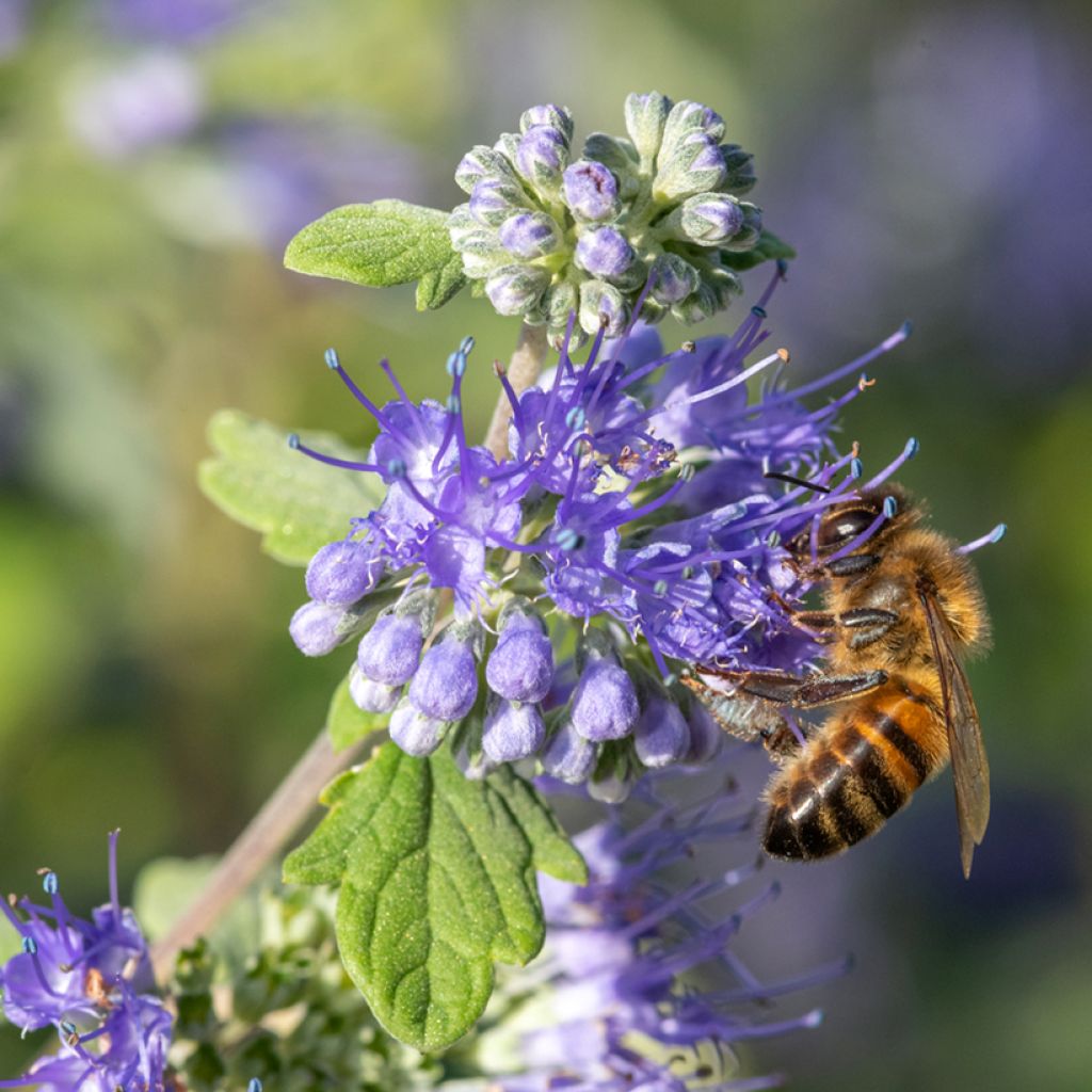 Caryopteris incana Sunny Blue - Bluebeard
