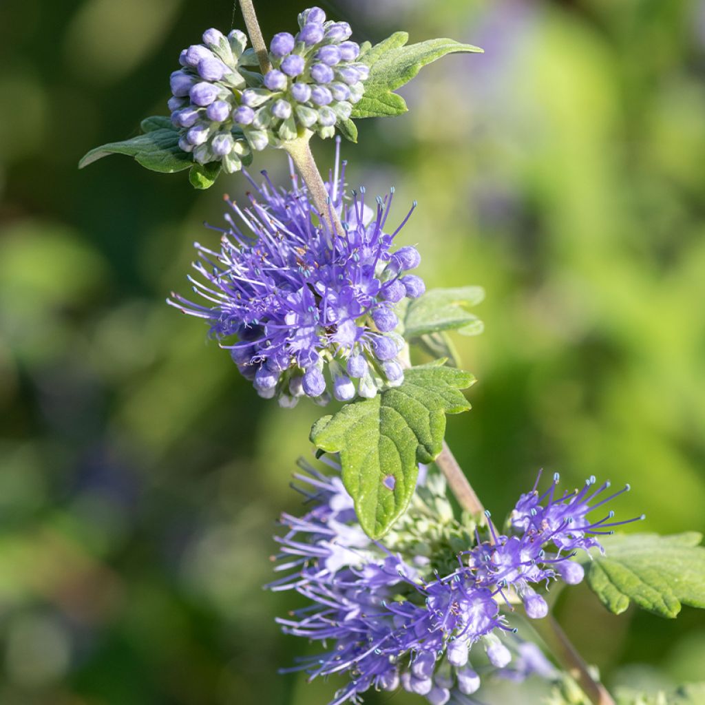 Caryopteris incana Sunny Blue - Bluebeard