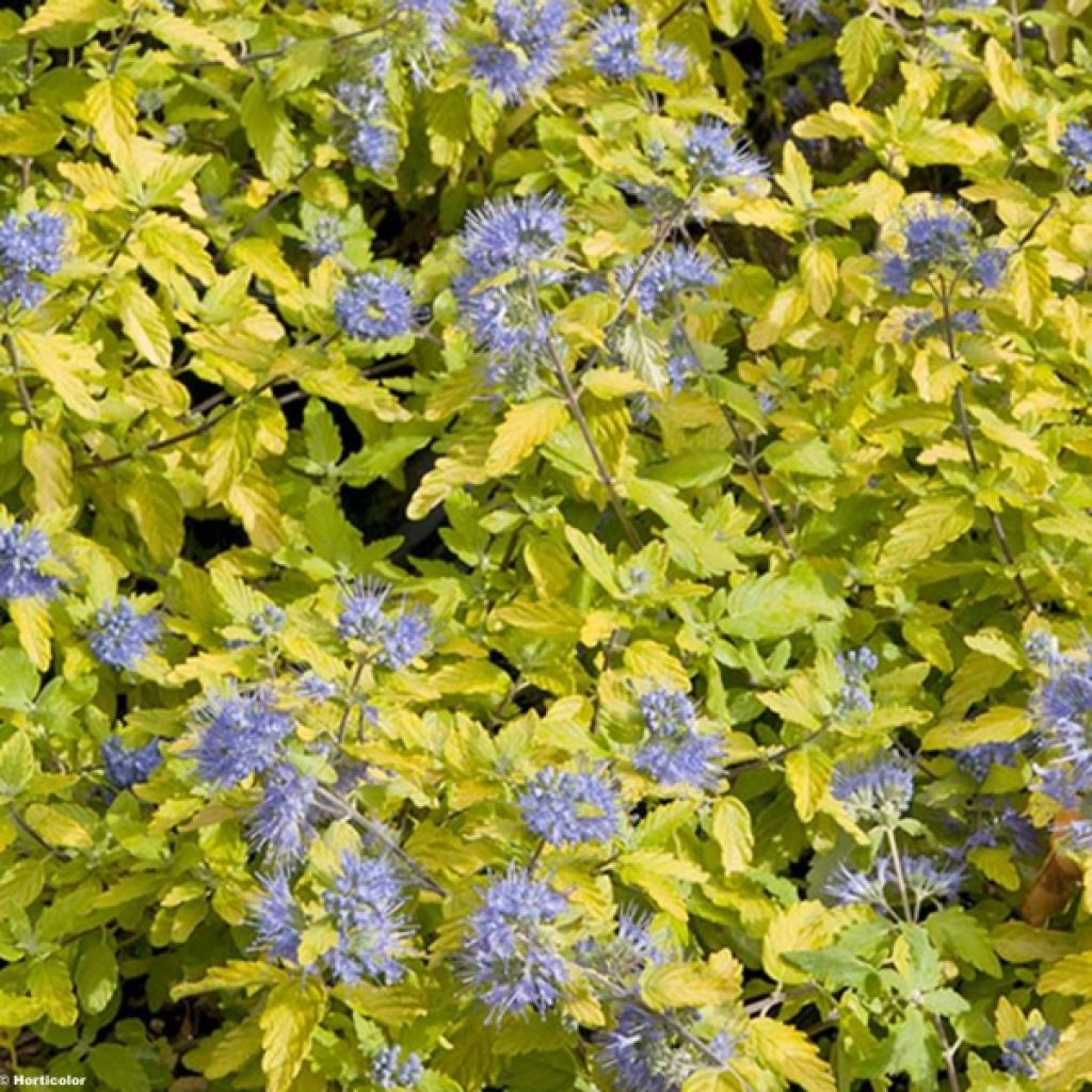 Caryopteris incana Sunshine Blue - Bluebeard