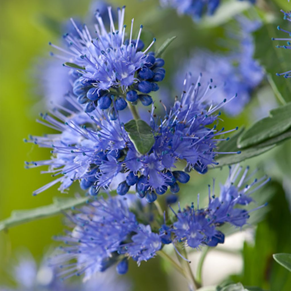 Caryopteris clandonensis Blauer Spatz - Bluebeard